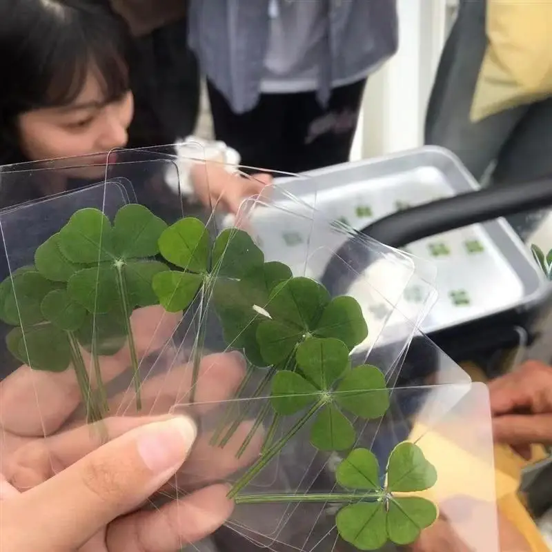 

1/5/10Pcs Lucky Clover Postcards Natural Grass Transparent Wishing Cards For Bookmarks