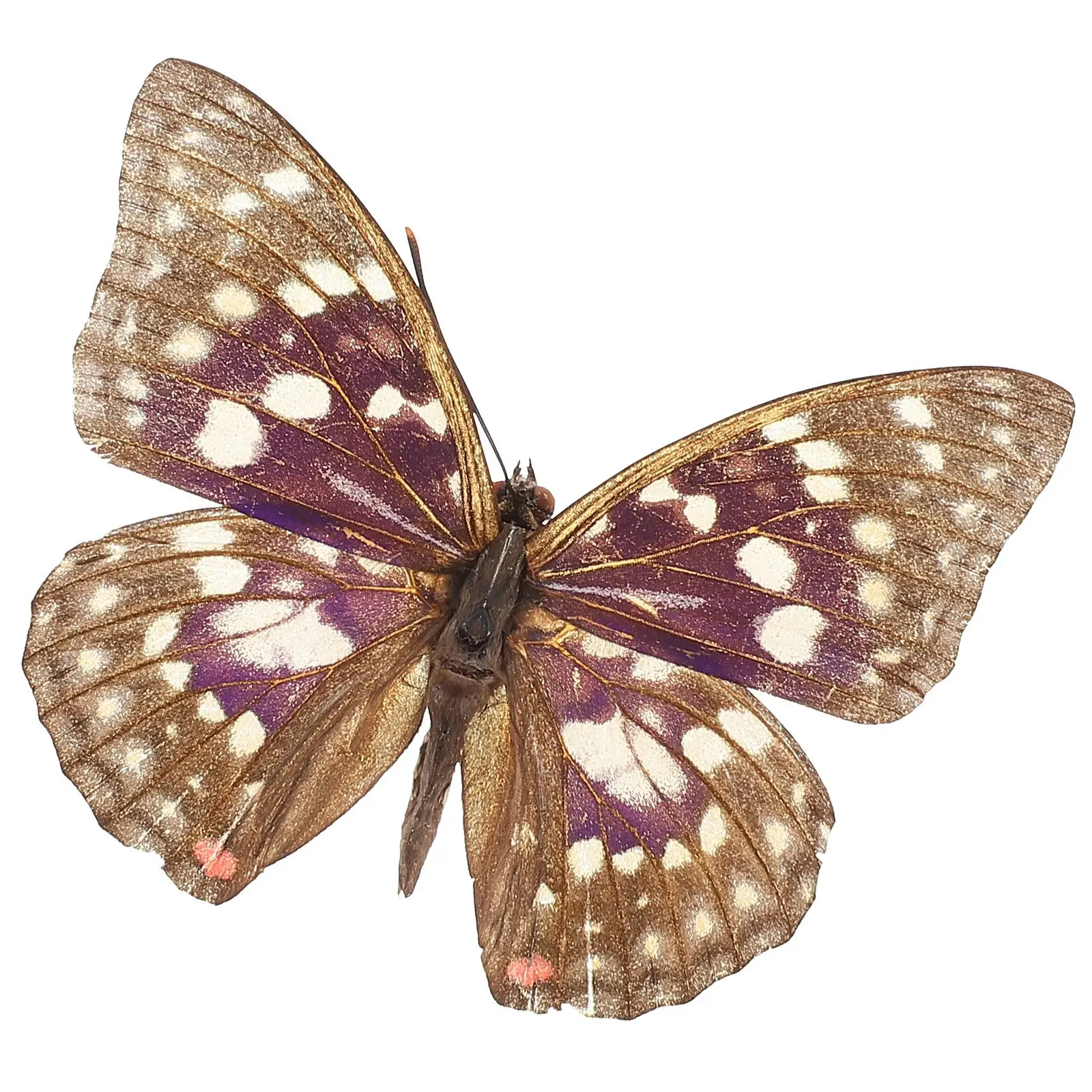 

Butterfly Specimens Real Framed Decorations Mounted Resin Size Educational Photography Props Model Entomology