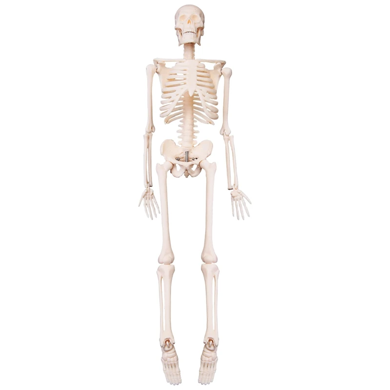 45CM Human Anatomical Anatomy Skeleton Model Poster Learn Aid Anatomy Human Skeletal Model