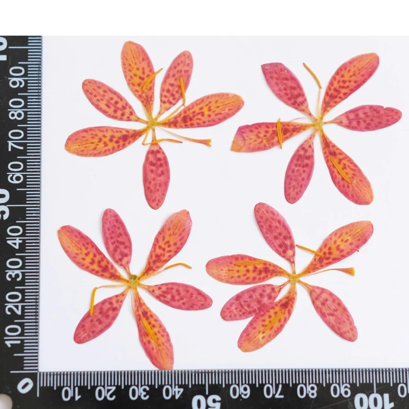 12 Stück, gepresste Belamcanda- und Iris-Trockenblumen, ideal für DIY-Epoxidharz-Handwerk, Handyhüllen, Untersetzer, Pflanzenrahmen, handgefertigte Dekoration – Detail 6