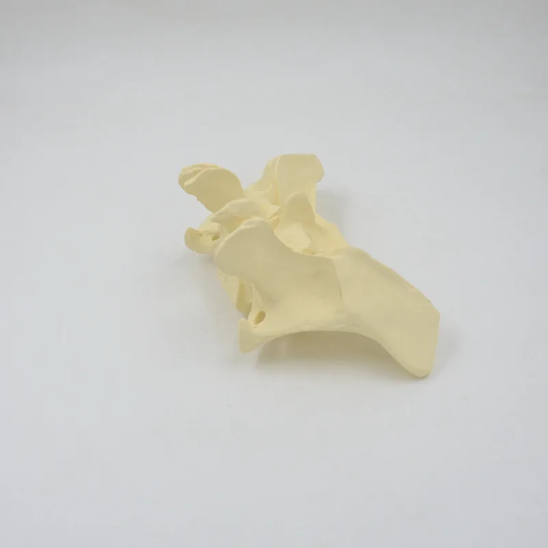 Human sphenoid enlarged model, anatomical model, biology teaching display mold