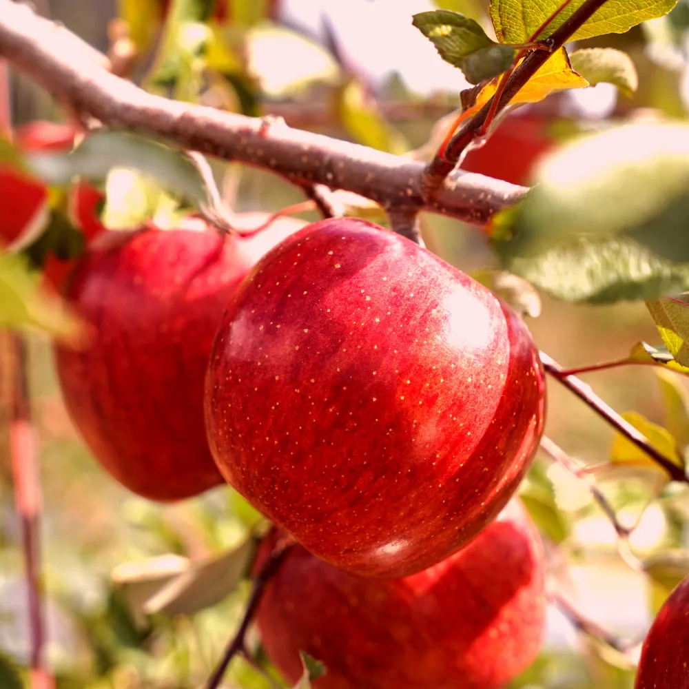 [코인할인 10%] 아삭하고 달콤한 안동 부사 사과 가정용