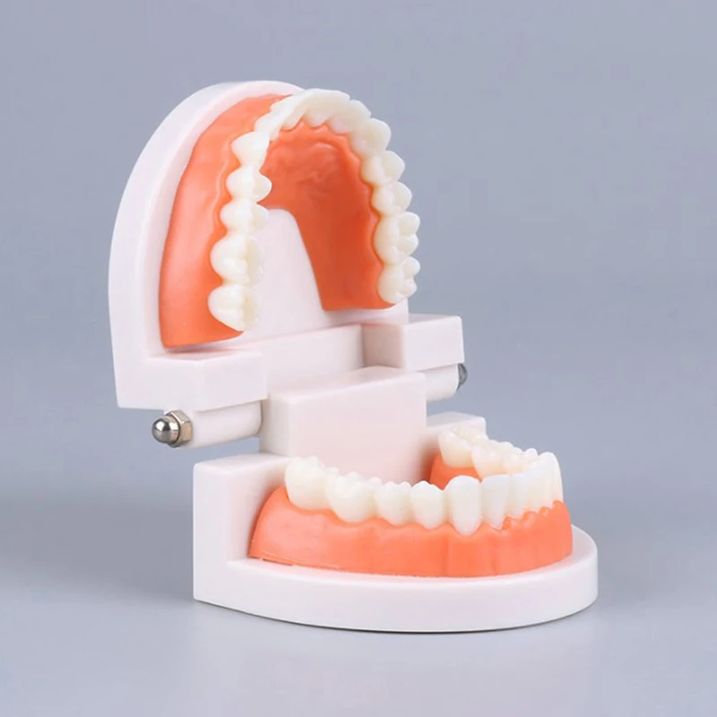 Standard Teeth Model Adult Standard Typodont Demonstration Denture Model Compatible Kids Dental Teachig Clean Display