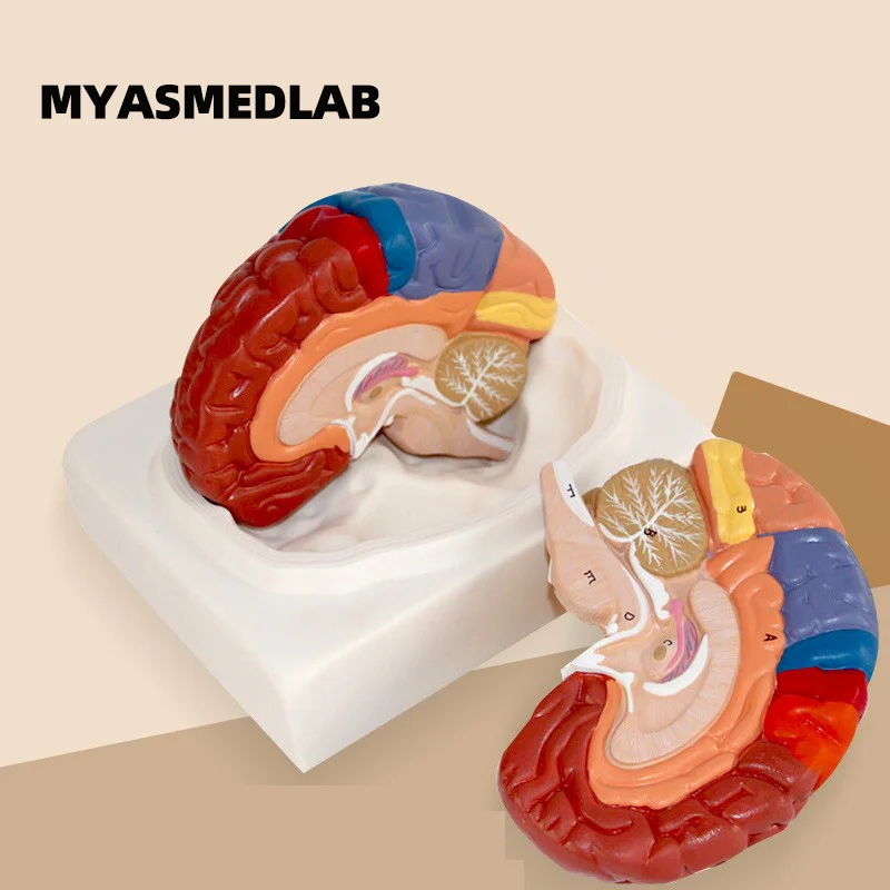 1:1 Brain Functional Zone Model, Brain Model Cortex Partition Model, Color-Coded Brain Anatomy Model