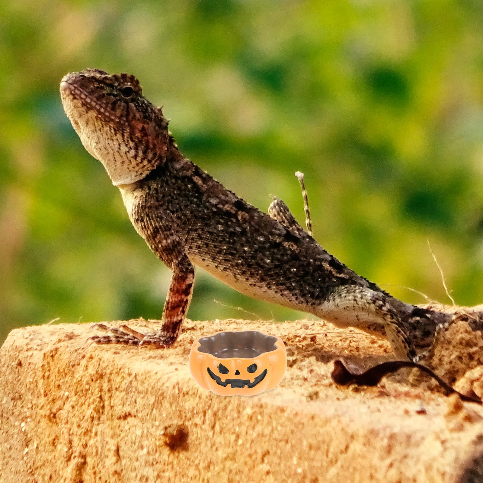

Pumpkin Resin Reptile Water Dish Food Bowl Stable Feeder Tray Terrarium Feeding Container Reptile Food Dish Terrarium Water Bowl