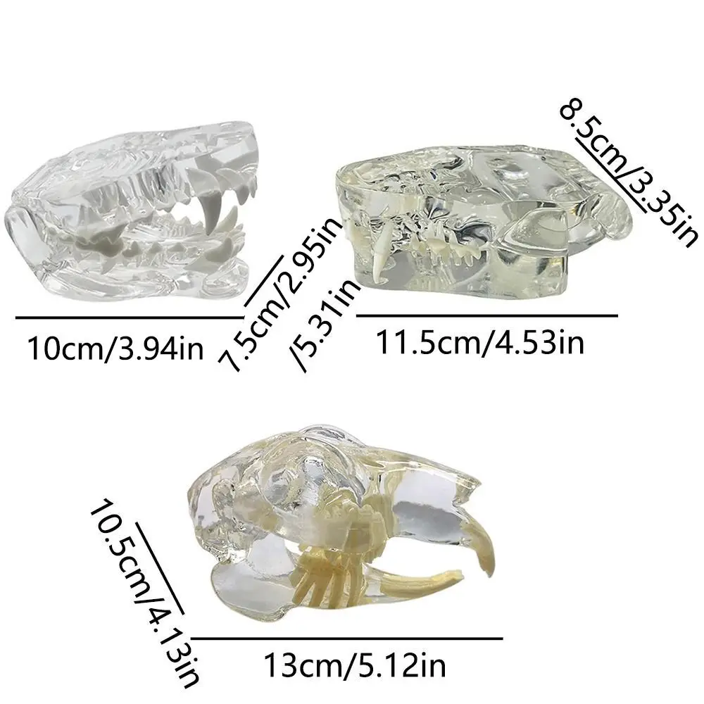 Transparent Dental Animal Resin Teeth Educational Dog Cat Rabbit Dental Teaching Canine Structurally Accurate Clear Texture