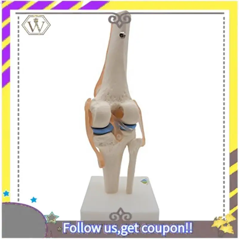 New Anatomical Knee Joint Skeleton Model Human Knee Joint Teaching Model With Ligaments Model, Life Size