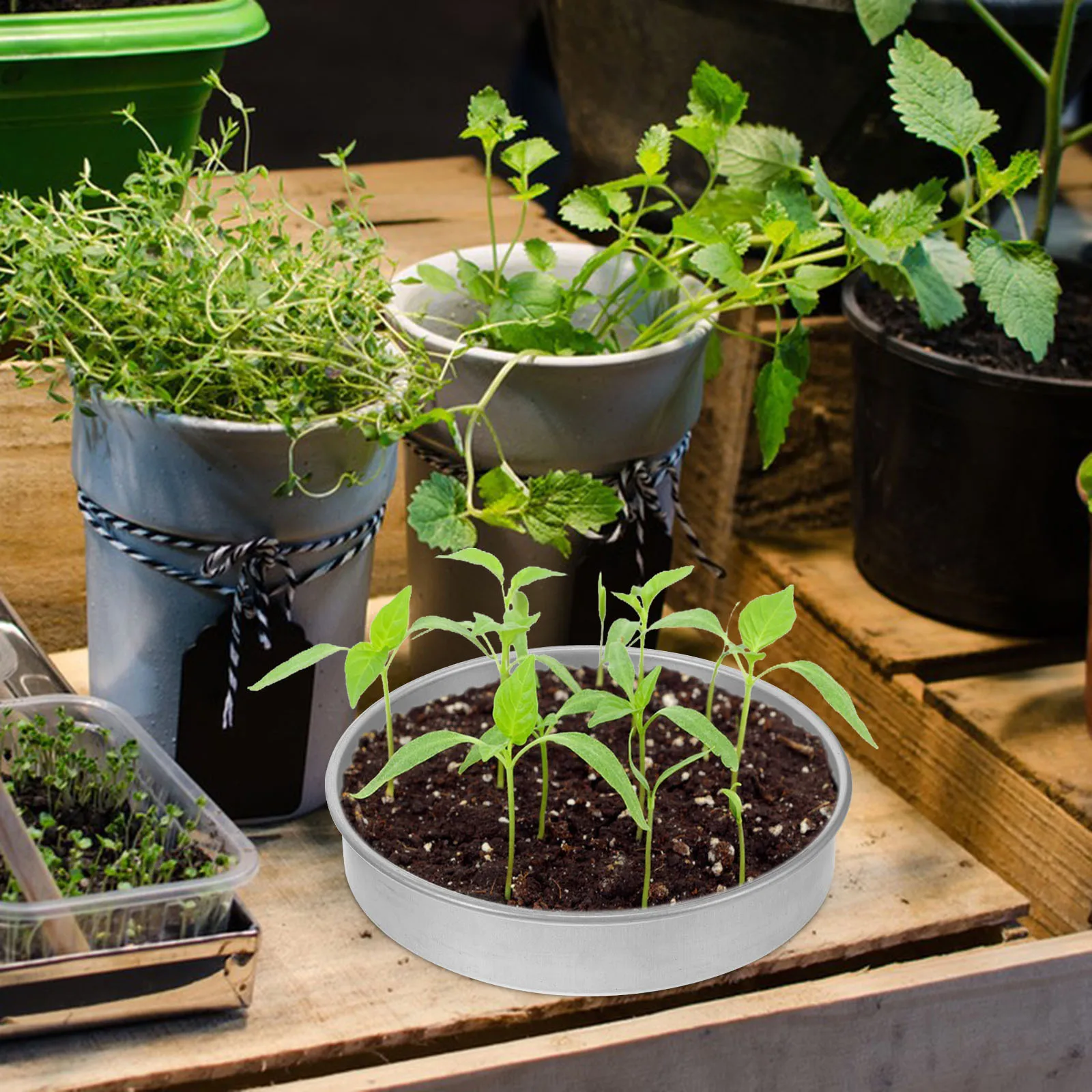 

1 комплект, профессиональный металлический лоток для выращивания, прочный, практичный для суккулентов, кактусов, овощей, растений, детский стартовый комплект