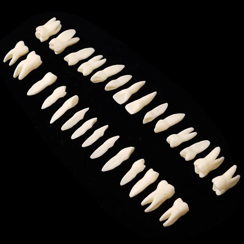 28 Full Mouth Dental 1:1 Permanent Adult Teeth Model Tooth Model with Root Upper Lower Teeth for Demonstration Teaching Studying