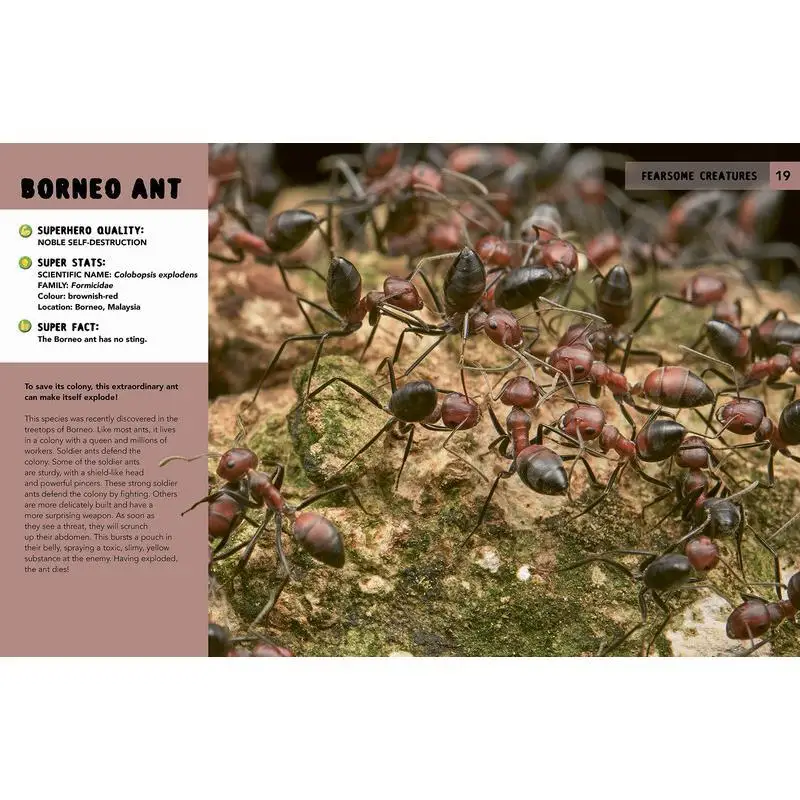 الأبطال الخارقين للطبيعة مهارات لا تصدق للبقاء والزهور جورج فيترمان كيد للنشر 9780711279995 كتاب #2