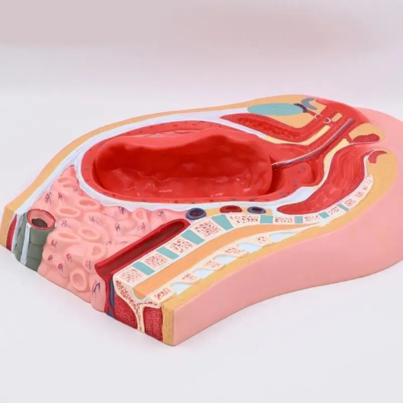 Female Reproductive System Anatomy Model for Educational Use