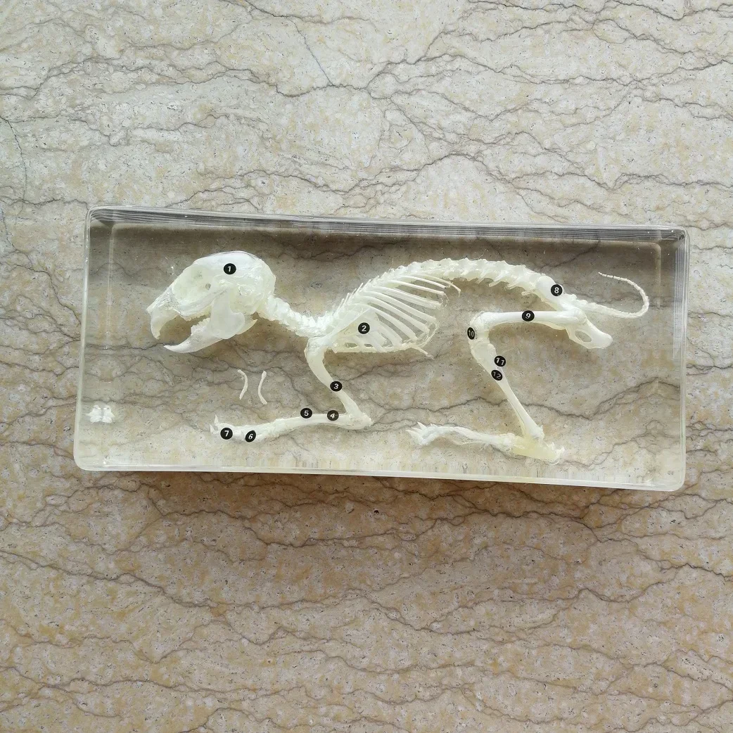 

Real Insects Butterflies Insect Rabbit Bone Specimen Beach Decorations for HomeTransparent Resin Specimens Teaching