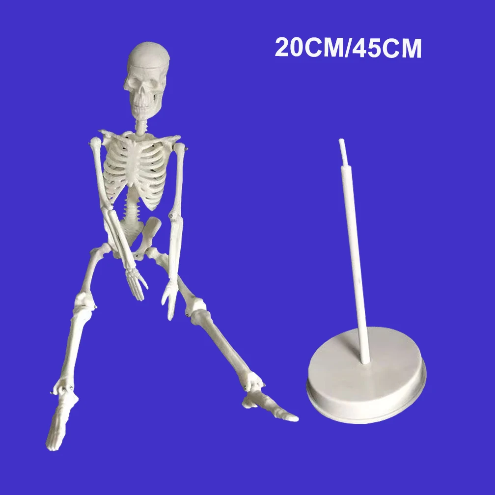 20CM/45CM Human Skeleton Model Anatomy Adult Body Models Joint Medical Model for Study Learn Teaching Popular Science Supplies