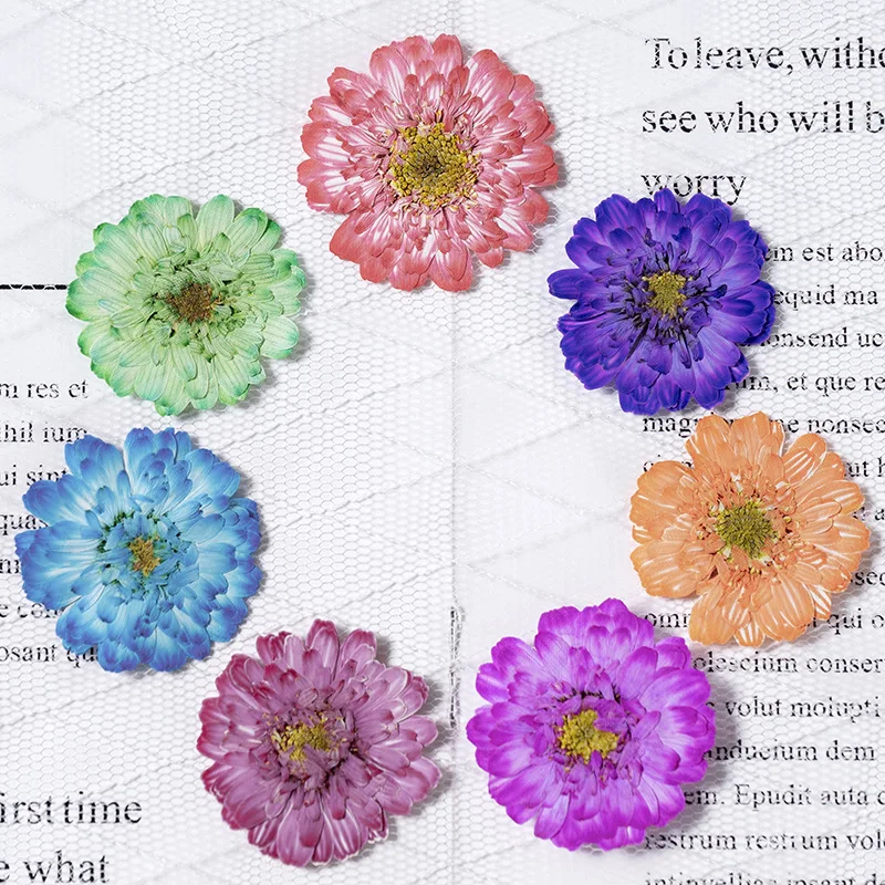 

12pcs,natural pressed Double chamomile flowers petals,real flower material diy dripping glue dried flower mobile phone case