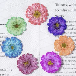 12pcs,natural pressed Double chamomile flowers petals,real flower material diy dripping glue dried flower mobile phone case