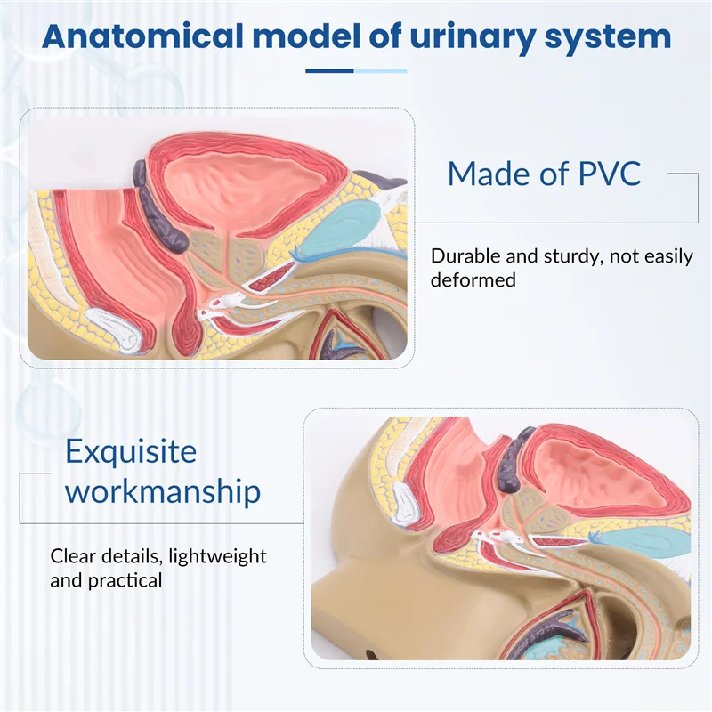 VO-1:2 Sezione Sagittale pelvica maschile Modello del sistema urinario rettale della vescica della prostata testicolare
