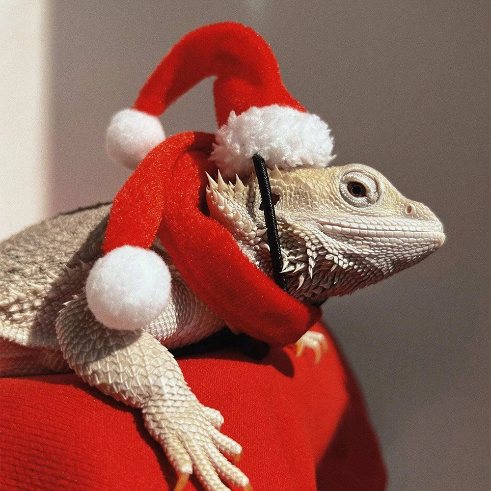 2 Stück/Set Eidechse Weihnachten dekorative Mütze, Weihnachtsmann Mütze und Schal, Weihnachtskleidung, Eidechse Reptil Haustier dekorative Mütze