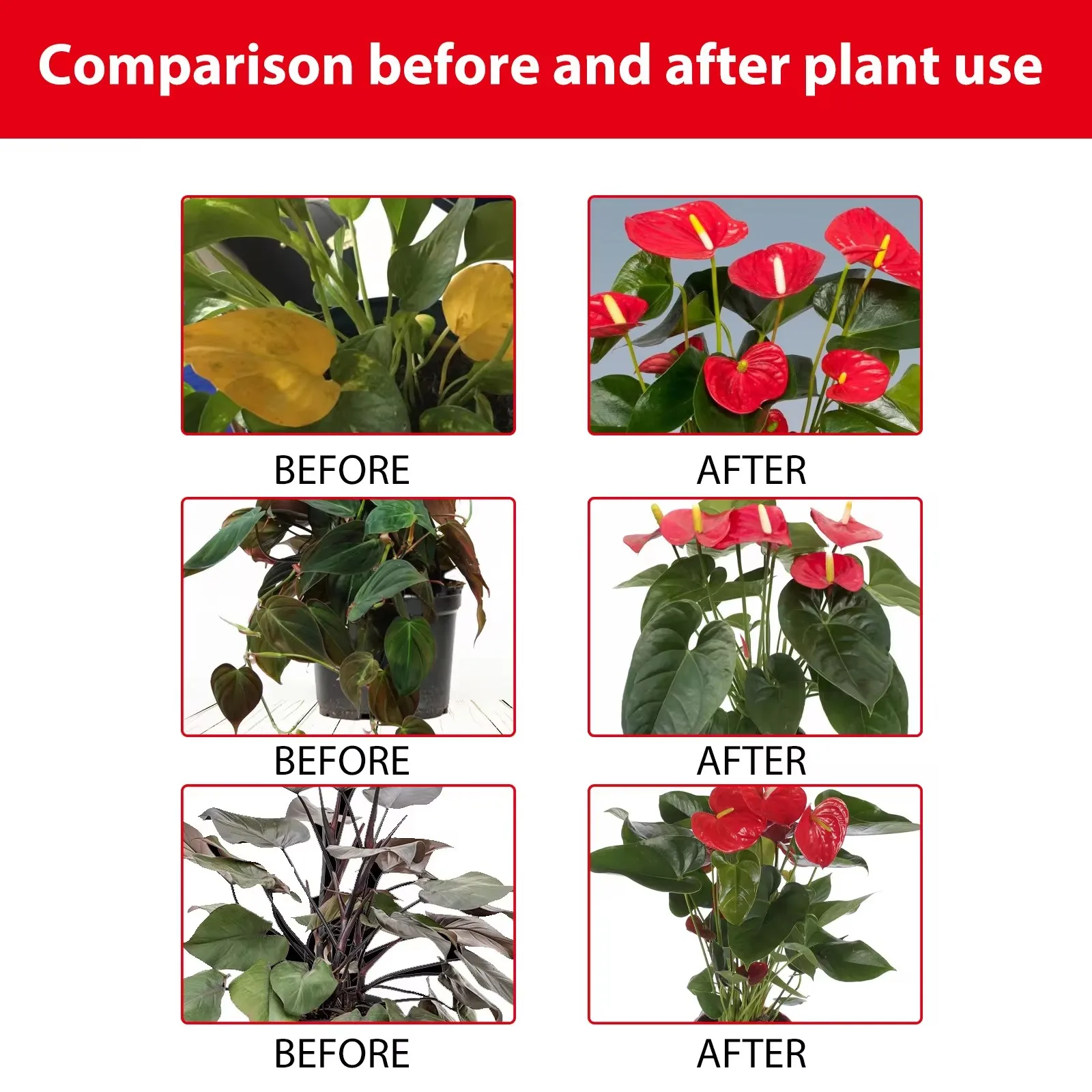 MOONSPRY بخاخ الأسمدة السائلة للأنثوريوم يحسن نسيج تربة النخيل الحمراء ويعزز الخصوبة ونفاذيةها #4