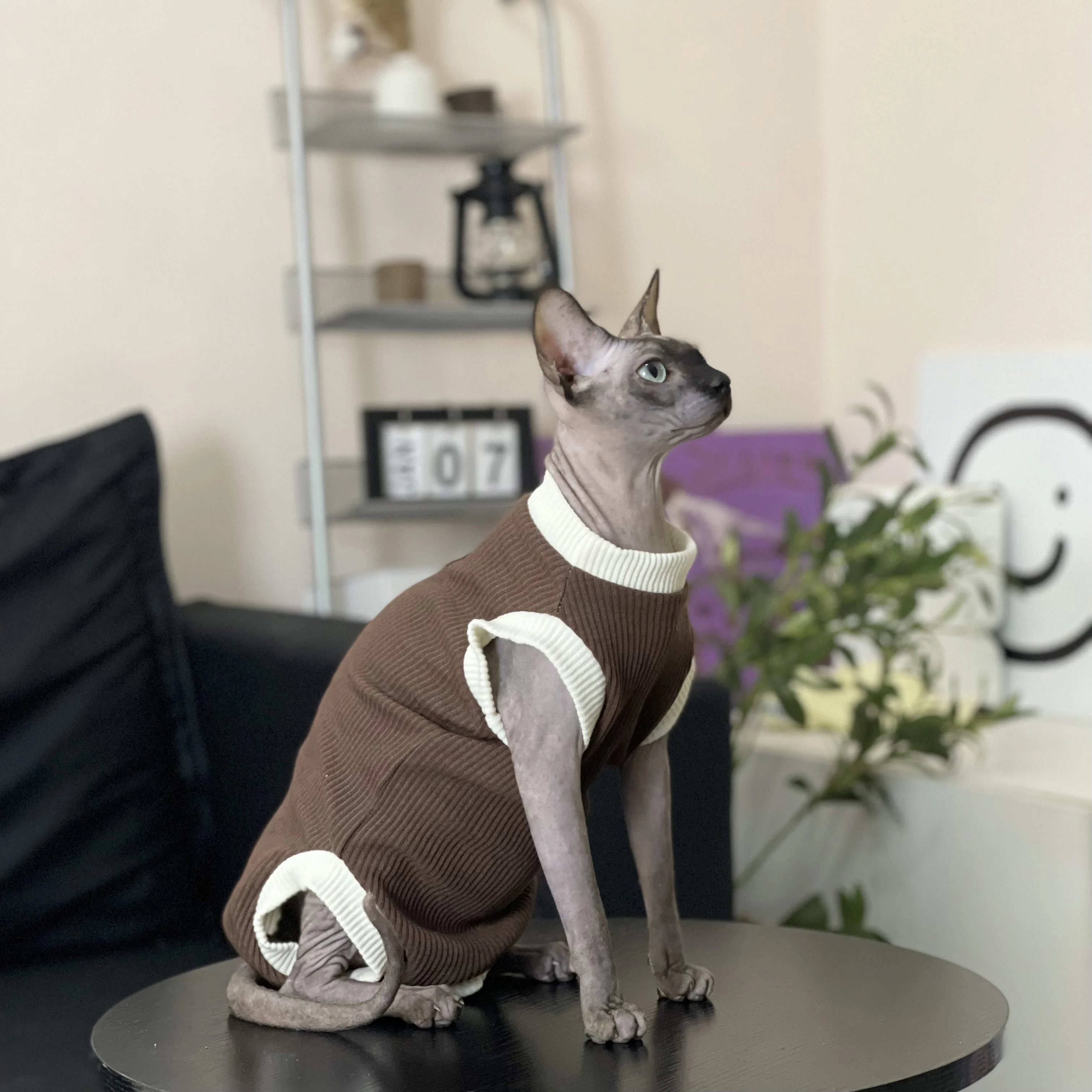 Sweet Cotton Coffee Shirt for Sphynx Cat Clothes Grey Vest Short Sleeves for Kittens Cartoon Coat for Devon Rex in Spring Summer