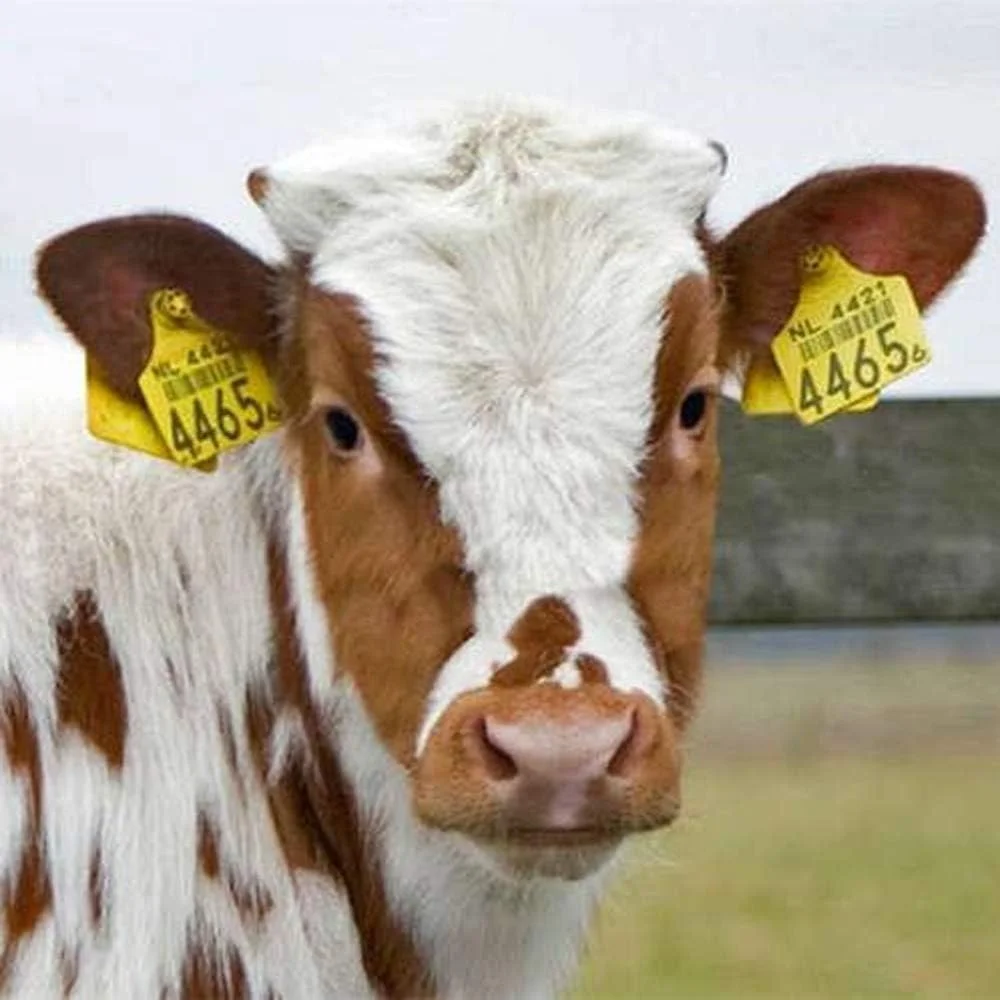 Cattle Ear Tags Large Plastic Livestock Ear Tags for Sheep Cattle Calf Hog with Number 001-400 Animal Identification Ear Tags