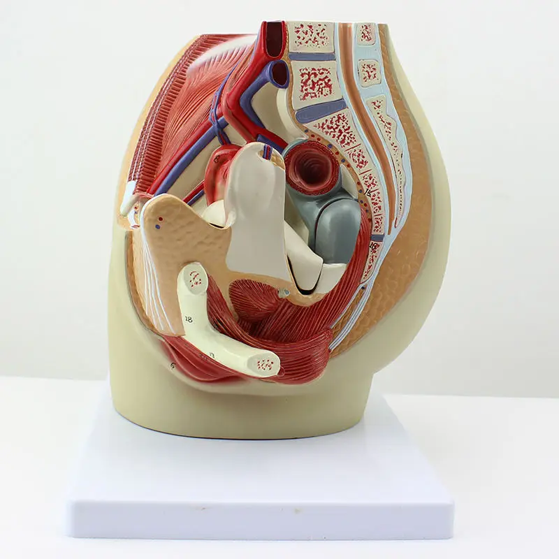 Female Pelvic Anatomy Model, Genitourinary Uterus Gynecology Medical Model, Tabletop Decoration
