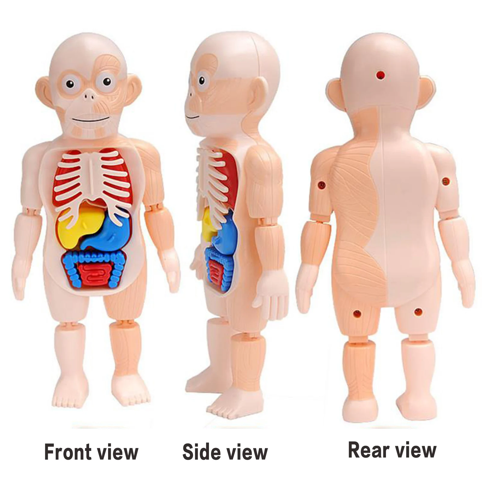 Human Body Model for Kids Preschool Body Organ Teaching Tool for Early Development Montessori Toy