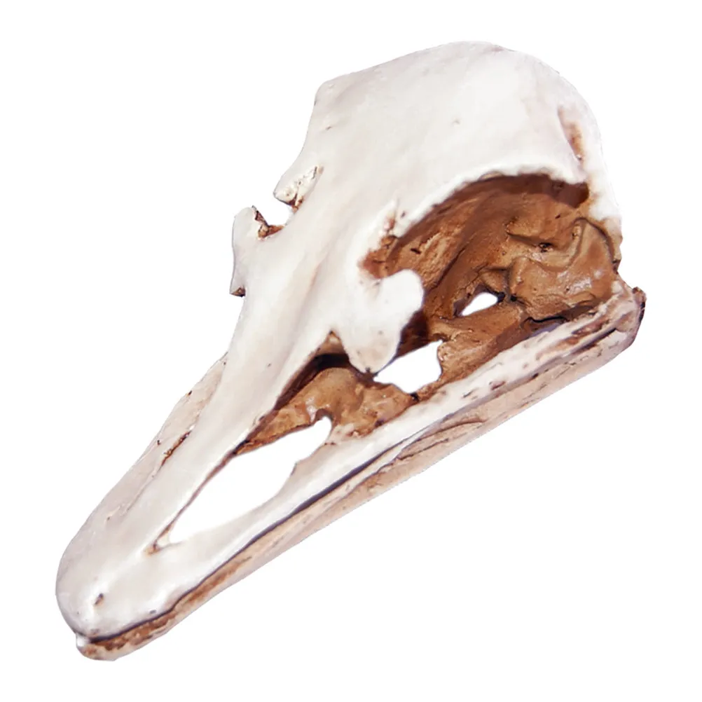 

1Pcs Ostrich Skull Realistic Animal Skull Decor Scary Party Haunted House Resin Ornament Home Bar Collection Decor