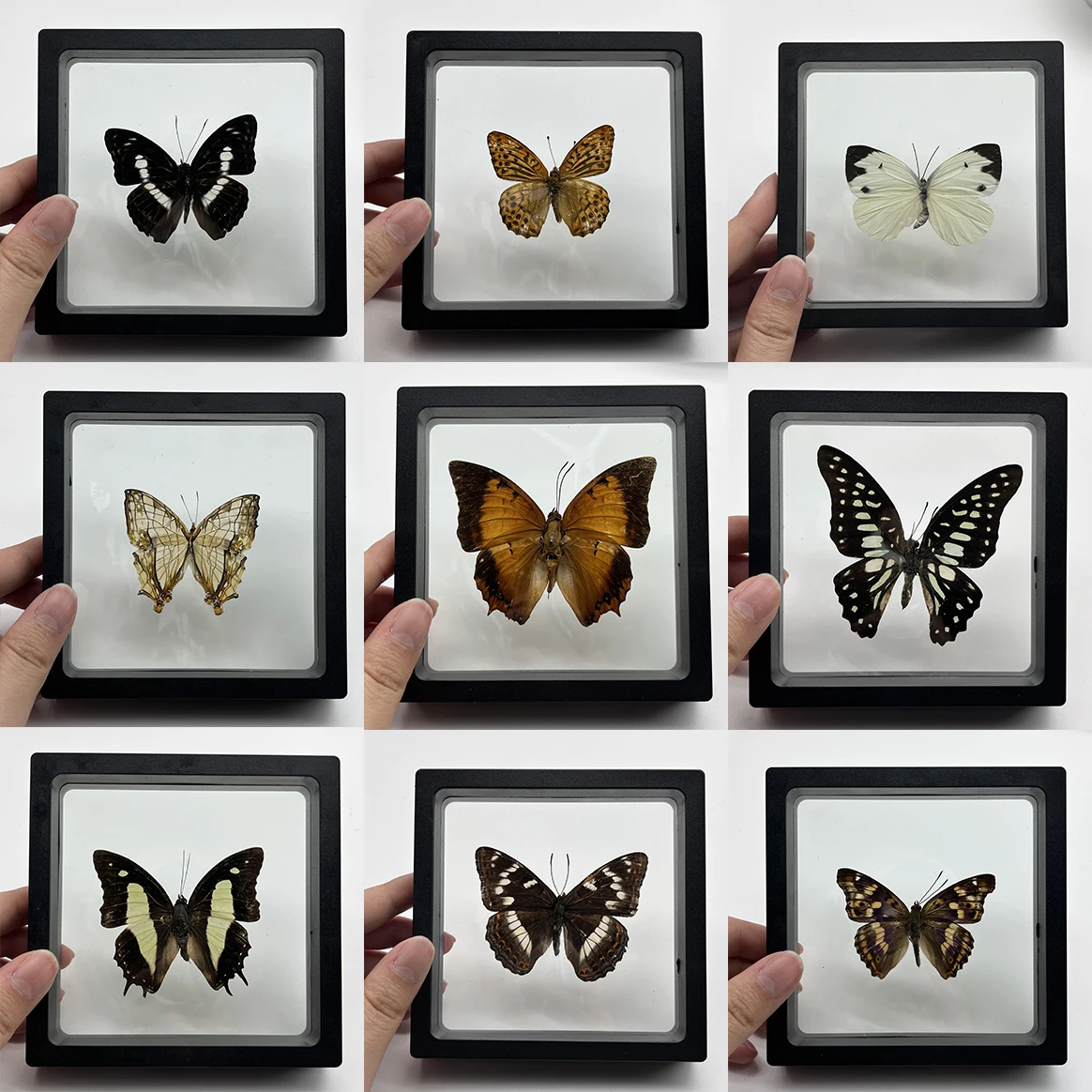 1pcs Real Butterfly Specimen Insect Home Decor Photo Frame   Desk Decoration Figurines Birthday Gift Teaching Training