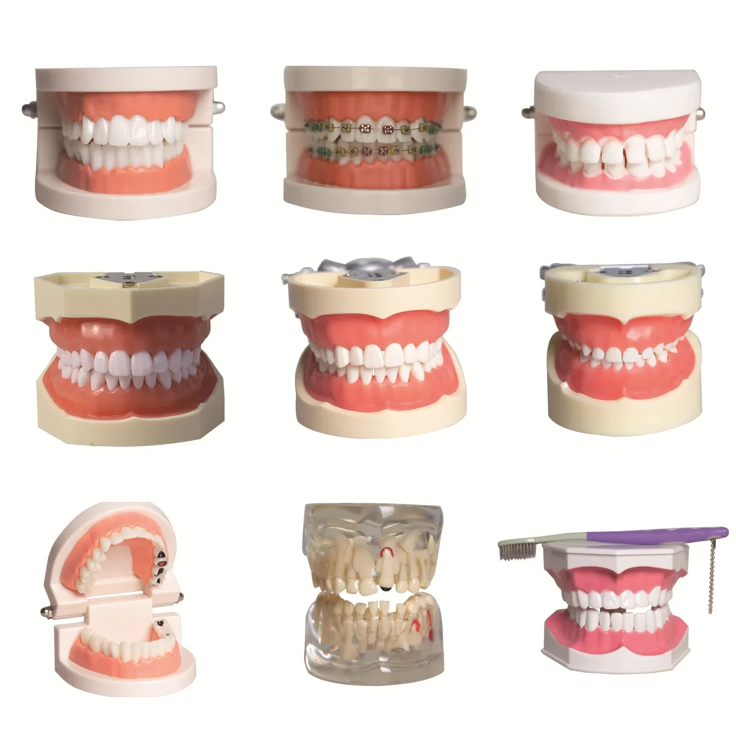 Multiple Types Dental Model Teeth Dental Teaching Models Study Orthodontic Removable Teeth Implant Models Dentist Material