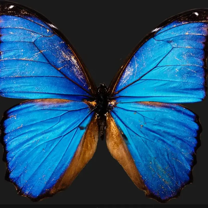 

New ToolkitRC M8AC Smart Lipo Battery Charger Discharger AC 200W DC 600W 20A for 1-8S LiHV Lipo Battery PD 65W FPV Model Car