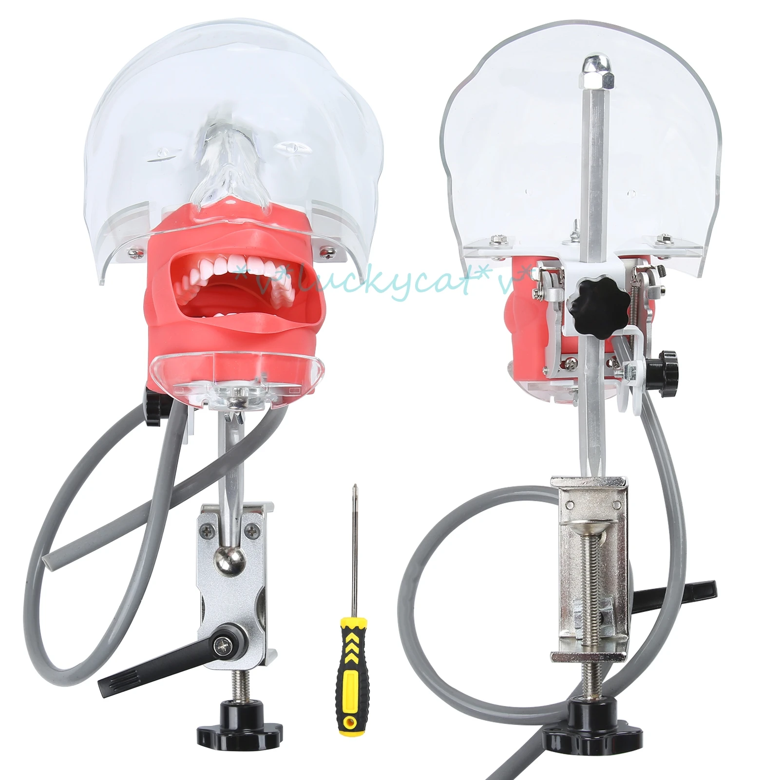 durable Simple Head Model Dental Phantom Manikin With Teeth For Dentist Teaching Practice Training Study Dentistry Equipment