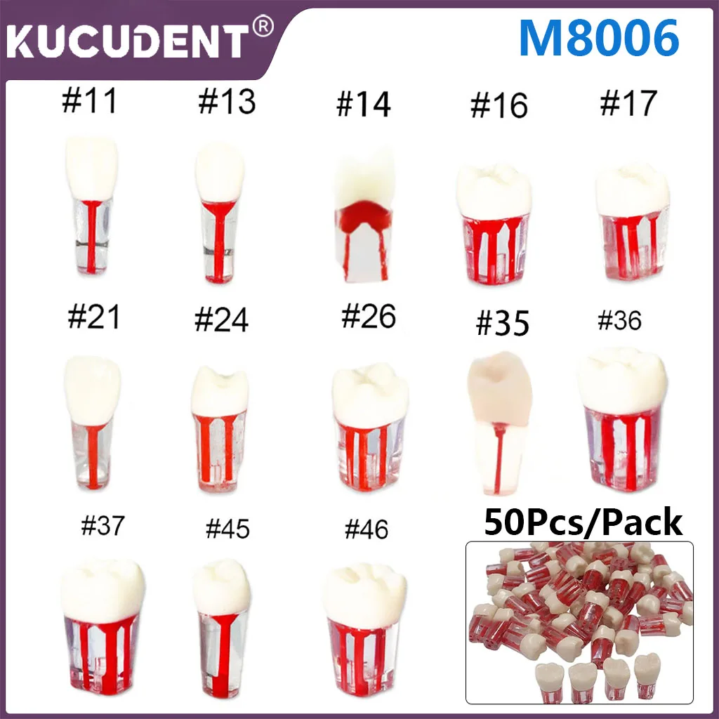 

50Pcs Dental Teeth Model Root Root Canal RCT Practice Tooth Pulp Cavity Resin Teeth Study Endodontic Training Teaching M8006