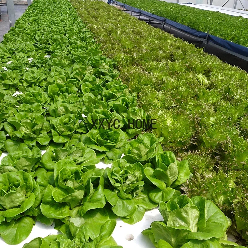 Soilless Cultivation Greenhouse Hydroponic Vegetables and Fruits Water Bed Shelf for Plant