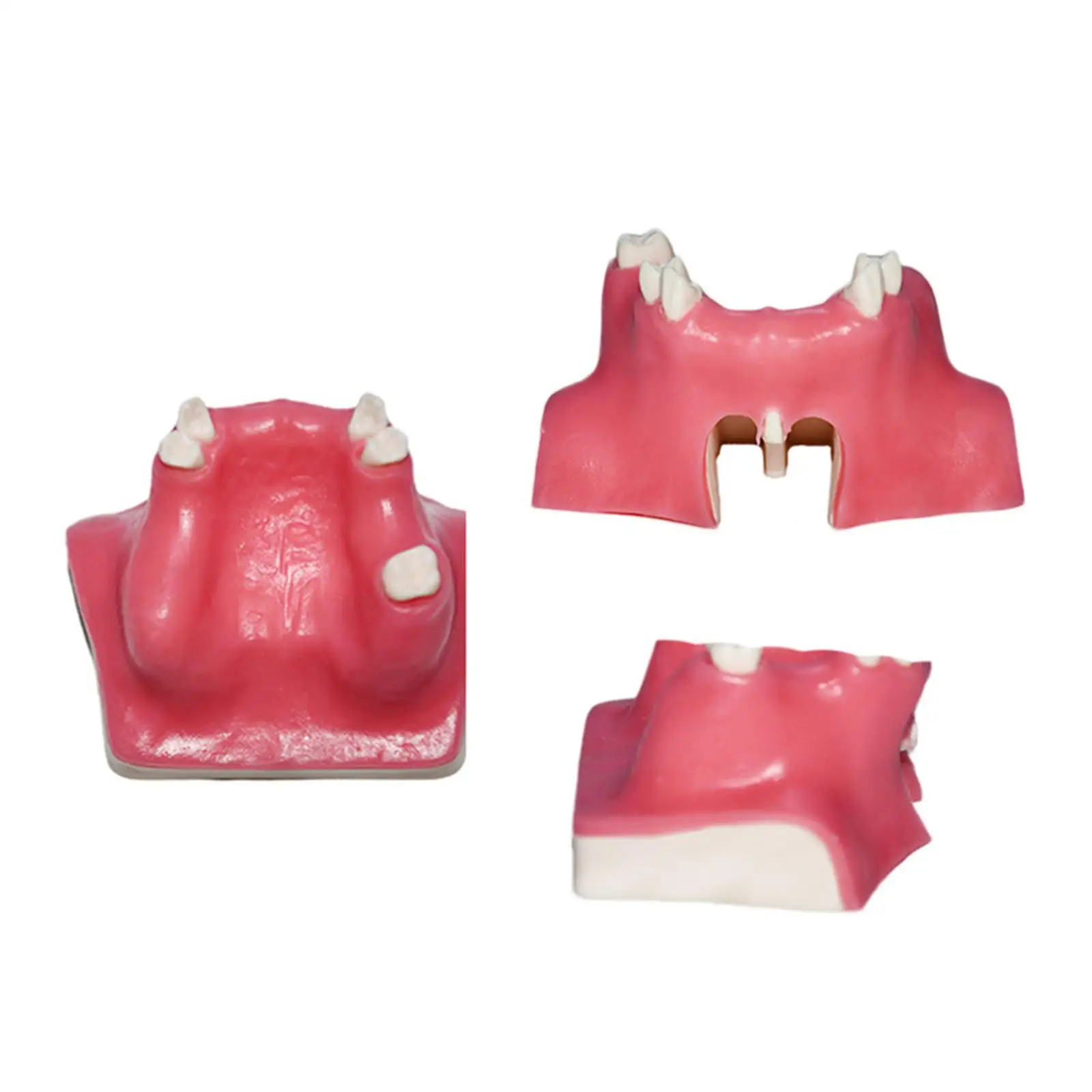 Educational Dental Teaching Model Sinus Lift Practice with Soft Gums for Implant Tooth Surgery Skill