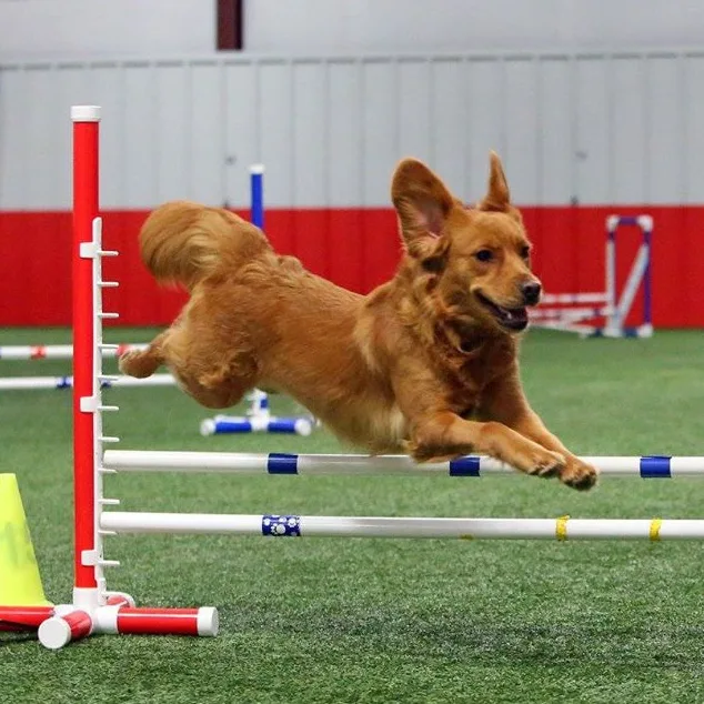 Nuevo Obstáculo de Agilidad para Perros de PVC, Equipo de Entrenamiento Premium para un Entrenamiento Canino Eficaz