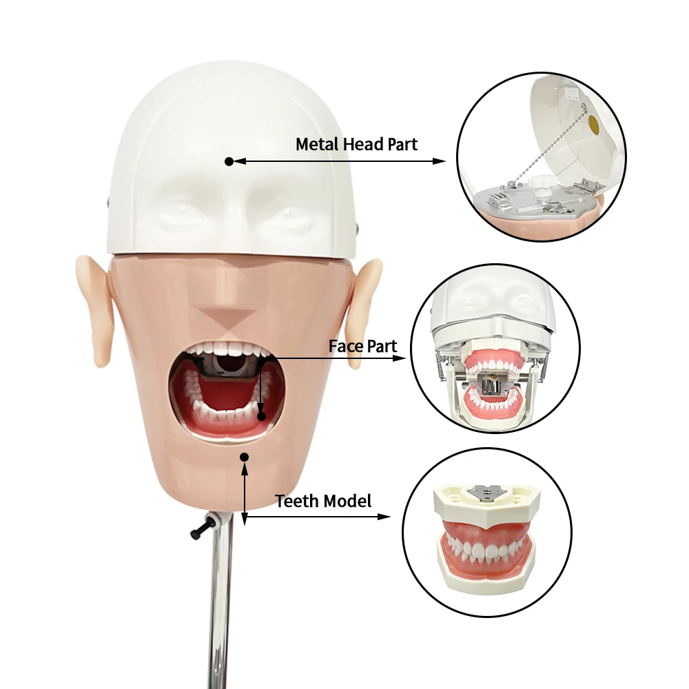 Dental Head Simulation Training Head Model with Shoulder Clamp Table Dental Laboratory Training Demonstration Teaching