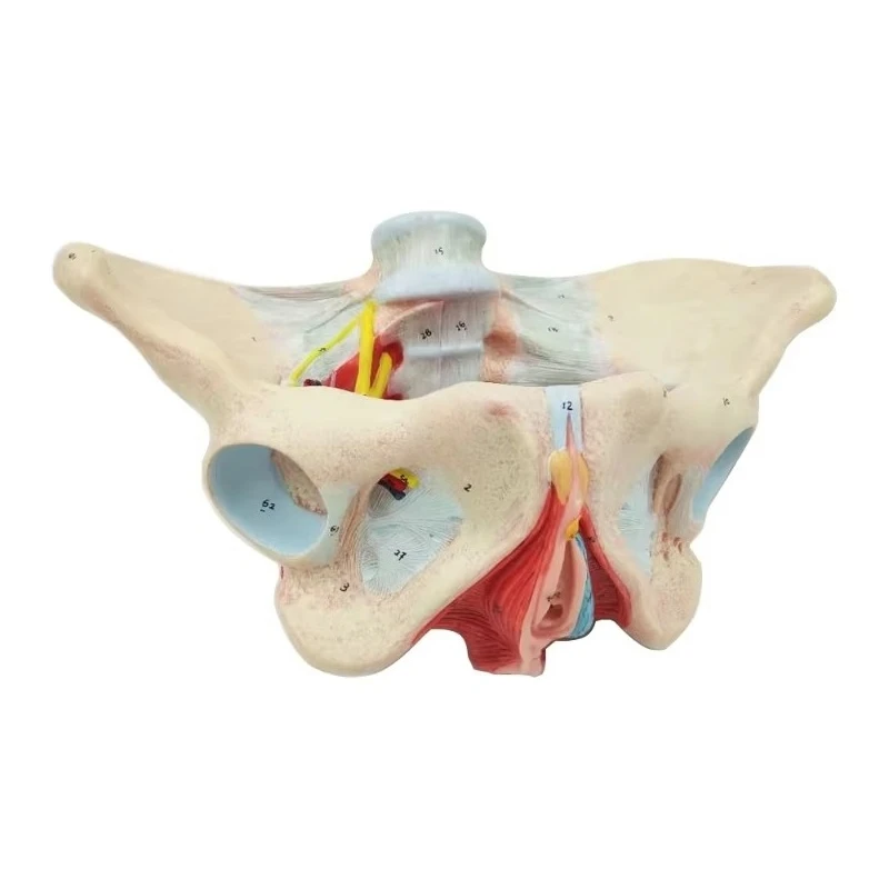 

Female Pelvic Model and Muscle Neurovascular Model Medical Training Model