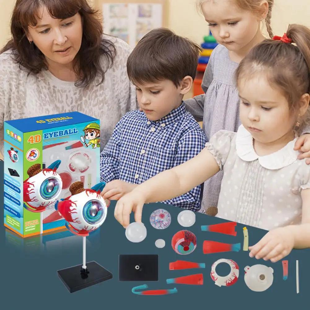 Eye Anatomy Eye Model สําหรับจักษุวิทยาการสอน Aid ที่ถูกต้อง Eye Ball สําหรับนักเรียนการเรียนรู้สําหรับ Anatomy