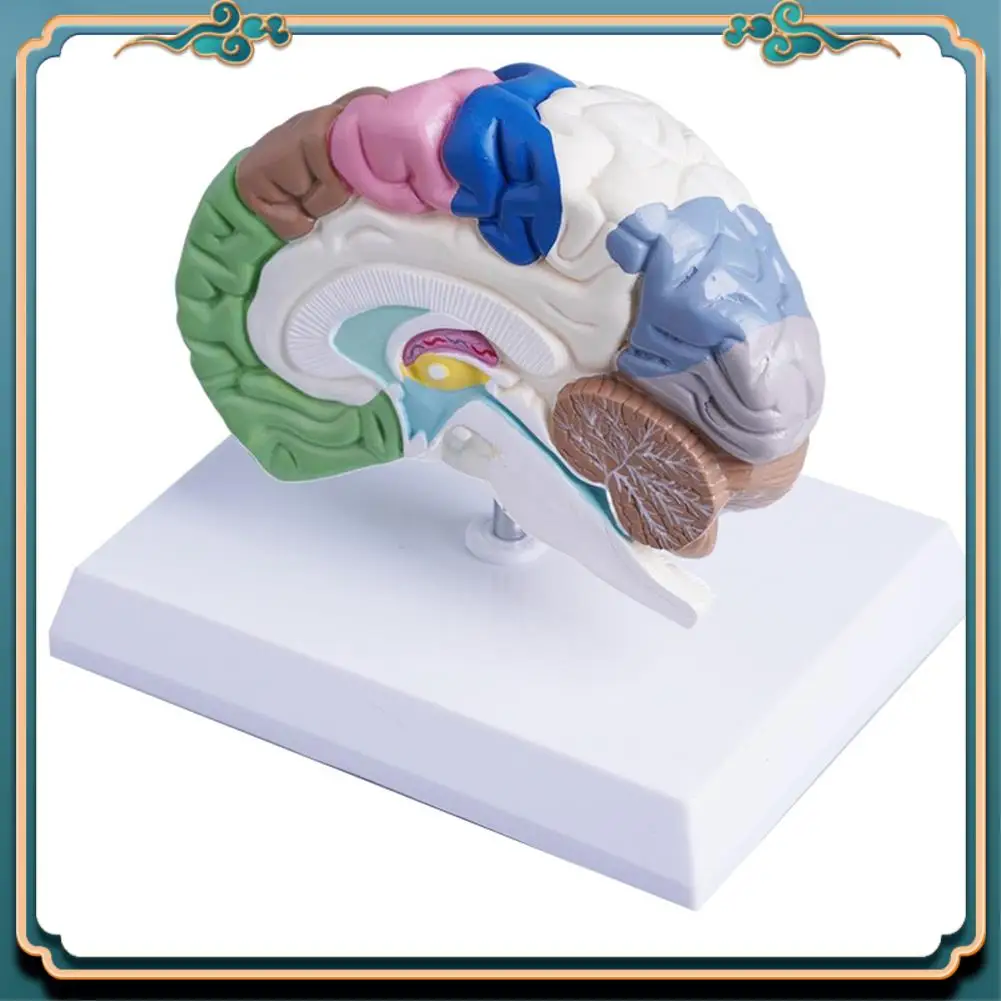 (ใหม่)-มนุษย์ครึ่งสมอง Anatomy ขนาดกายวิภาค,สมองเครื่องมือการสอนใช้,หลอดเลือดแดงสมองรุ่น