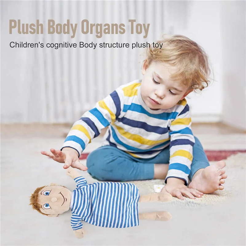 

Superior Quality-Kids Assembled Plush Body Organs Toy Human Body Anatomy Plush Doll Science Teaching Aids Tool Educational Toys