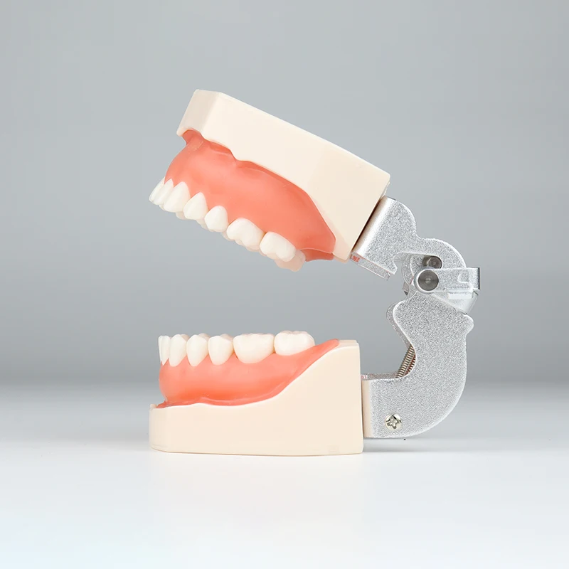 

28pcs / 32pcs Dental Practice Teeth Model Dental Technician Student Training Learning Dental Profile Model Screwdriver