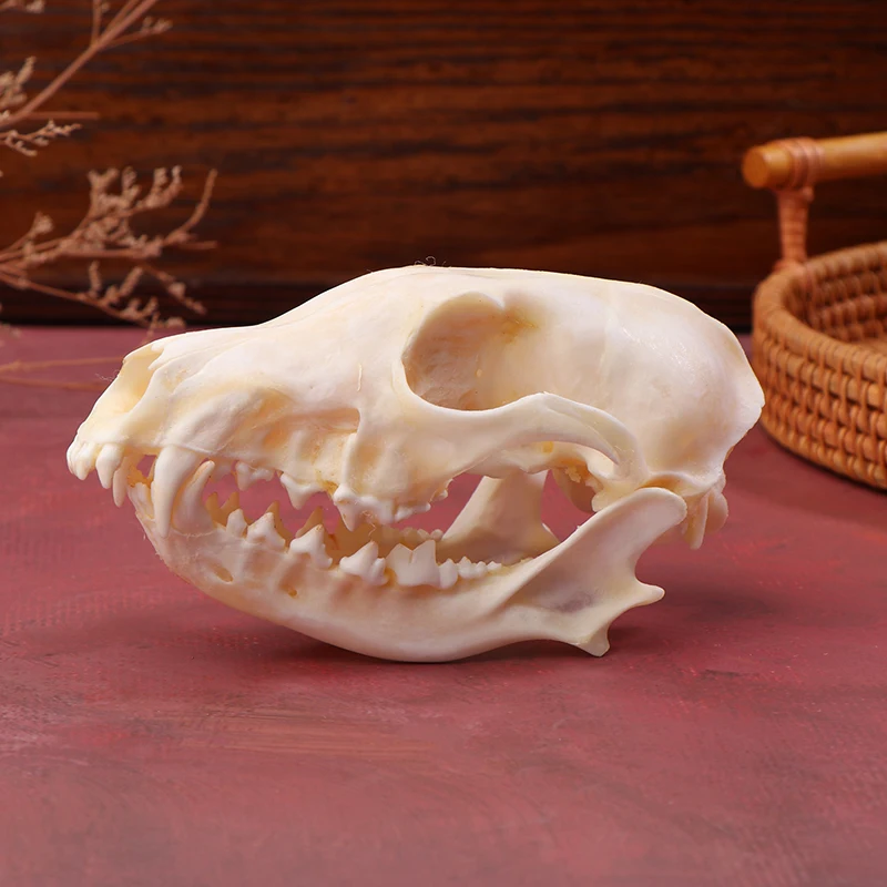 Real Fox Skulls Specimen Academic Study Surprise Gift For Science Education Natural Landscaping Ornaments