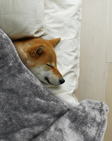 dog blankets