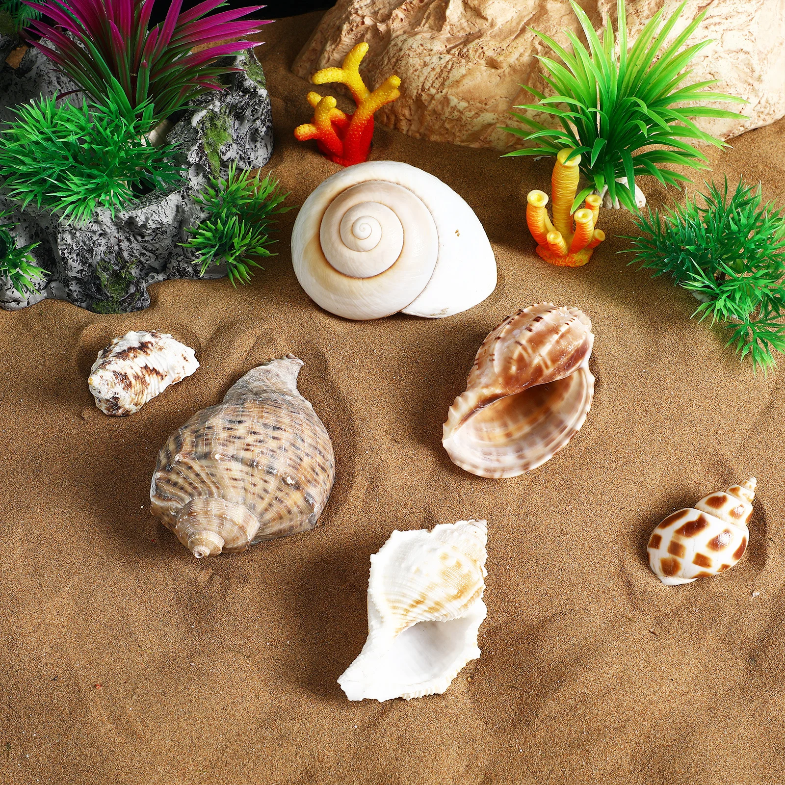 

6Pcs Large Hermit Crab Shells Conch Shell Decor Natural Sea Shells Aquarium Habitat Fish Tank Decoration Crafts