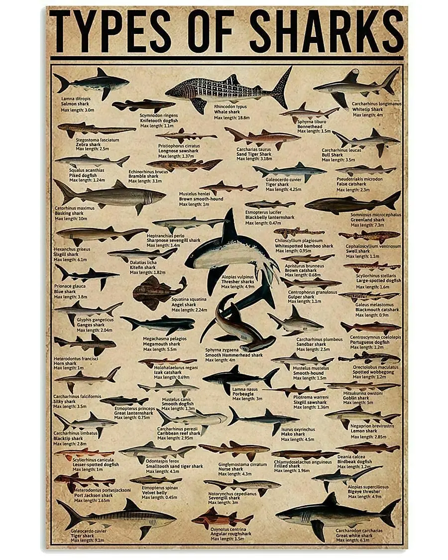 Veidsuh Types of Sharks Vintage Poster Metal Tin Signs Iron Painting Plaque Wall Decor Bar Club Novelty Funny Bathroom Kitchen T