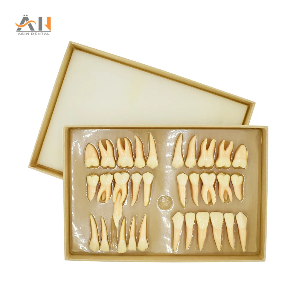 32pcs/set Dental Teeth Model Resin 2.5 Times Permanent Tooth Model Simulation Isolated Dental Teaching Odontologia Models