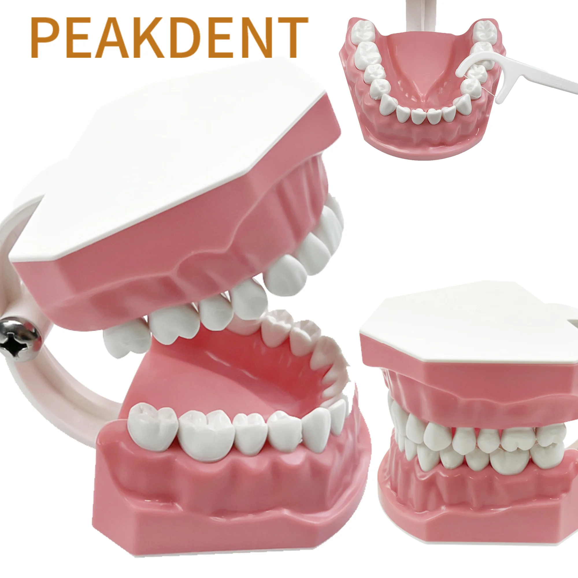  1szt Plastikowy model zębów Model do nauczania zębów Lekarz Pacjent Komunikacja Dentysta Edukacja Demo Modele stomatologiczne