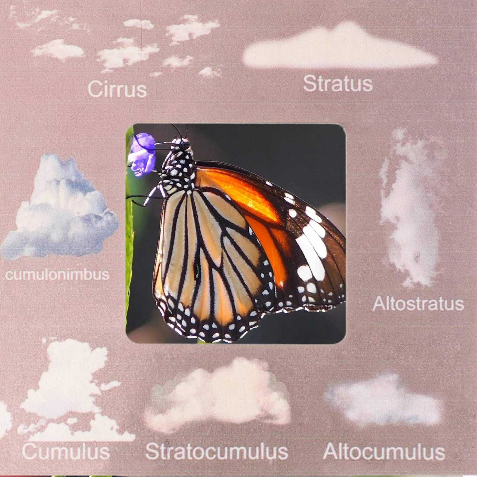 دليل الطبيعة الخشب الطبيعي دليل تحديد السحابة الخارجية مراقبة الطبيعة لعبة أطفال لعبة أطفال #1