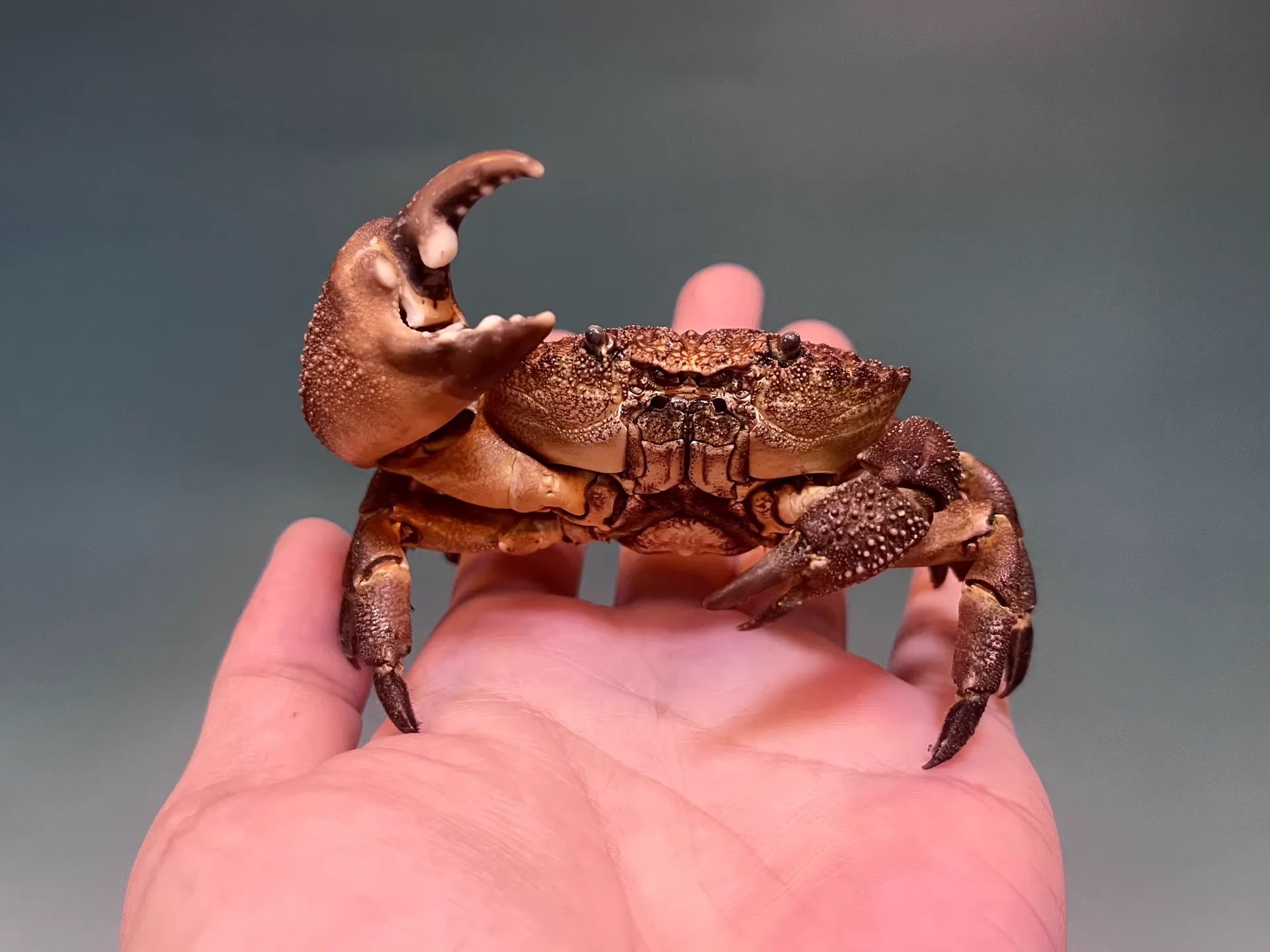 Ozius Tuberculosus Real Crab Specimen Special Handicrafts Collectors Home Decor Ornament Desk Decoration Customized