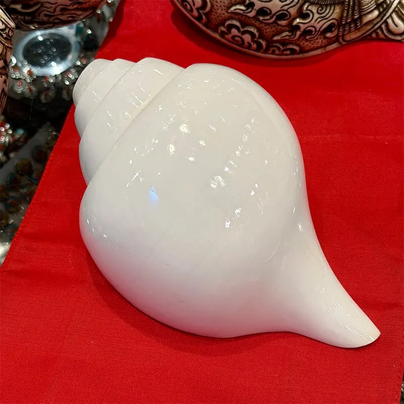 Home Decor Conch Shell Indian natural native conch, left-handed biological shell conch, musical instrument for blowing Loud